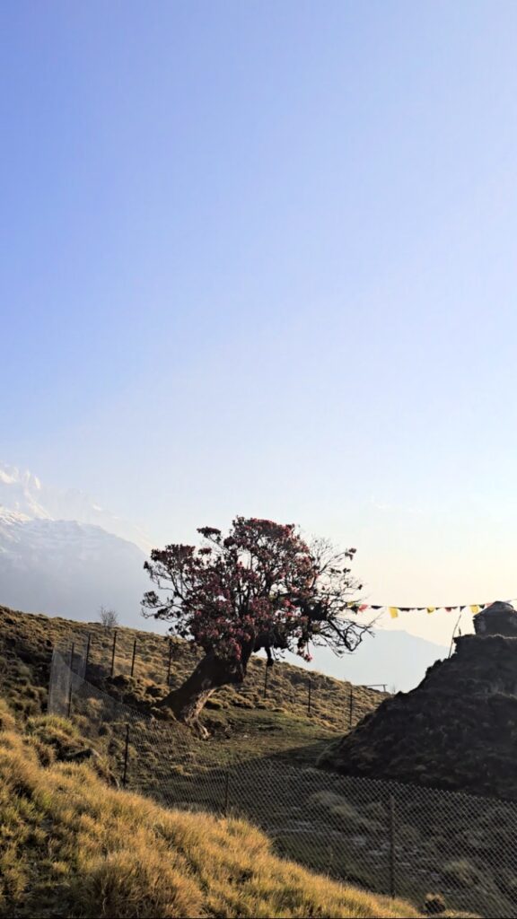 Khumai-dada-4N-5D-wonder-himalaya-tekking-easy-trek