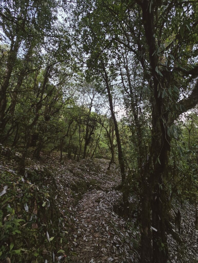 Khumai-dada-4N-5D-wonder-himalaya-tekking-easy-trek-jungle-forest-walk